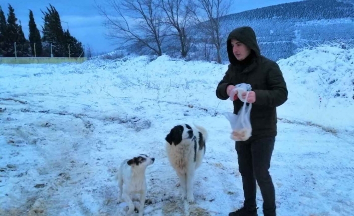 Erdek’te sokak hayvanları unutulmadı