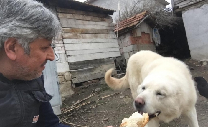 Hayırsever fırıncı sokak hayvanlarını besliyor