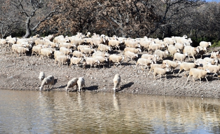 İçme suyu göletleri geldi, hayvancılık yeniden canlandı