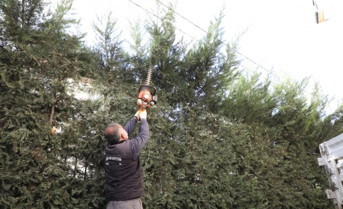 İnegöl’de budama çalışmaları