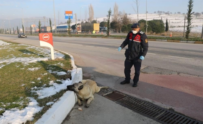 Jandarmadan yaralı köpeğe yardım eli