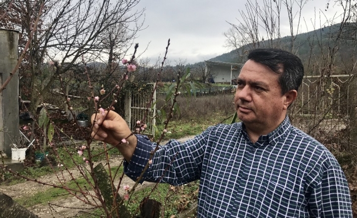 Kaz Dağları eteklerindeki şeftali ağacı çiçek açtı