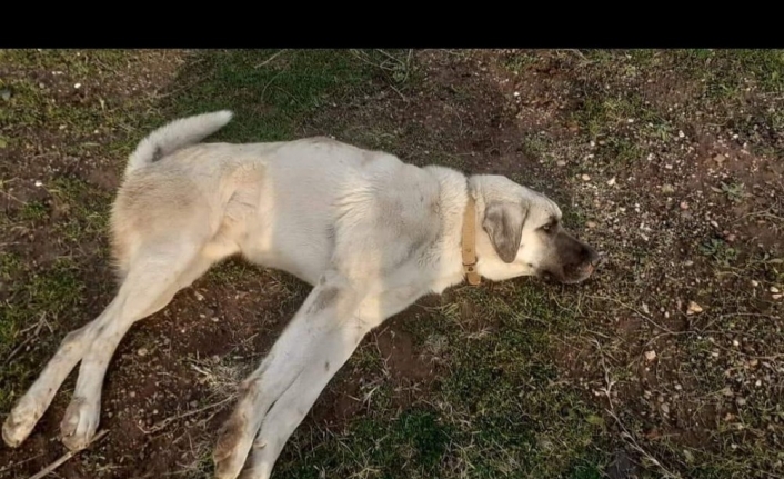 Otomobilin çarparak kaçtığı yaralı köpek jandarma tarafından kurtarıldı