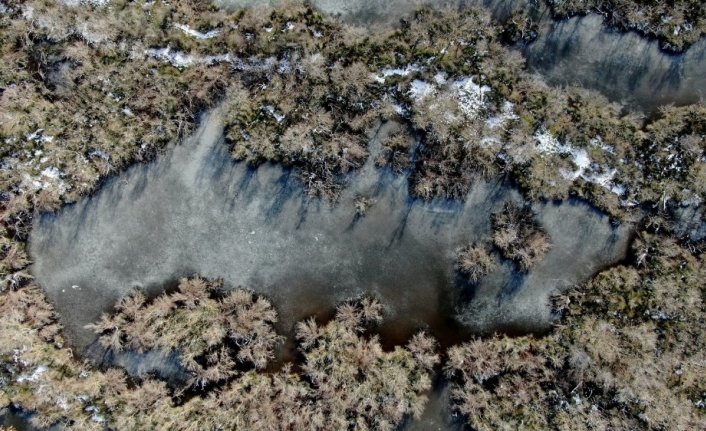 Buz tutan longoz ormanları görenleri büyülüyor