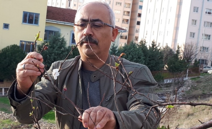 Havaların güzelliğine aldanan erik ağaçları çiçek açtı