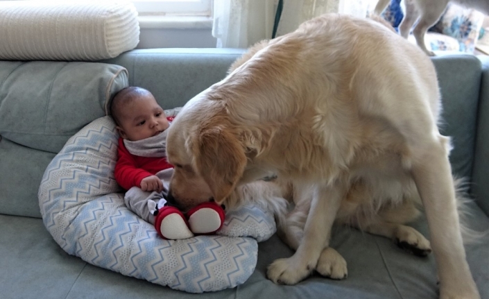 Köpek yeni doğan bebeği kimseyle paylaşmıyor