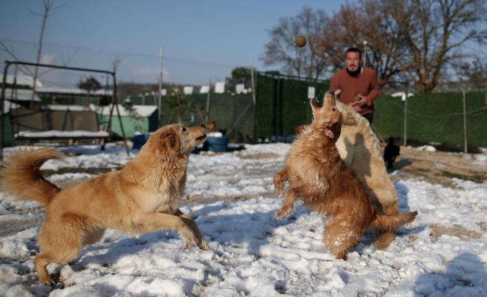 Sahipleri tarafından terk edilen köpeklerin karda oynaması tebessüm ettirdi