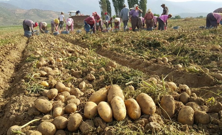 Yağışlı hava patates ekimlerini hızlandırdı