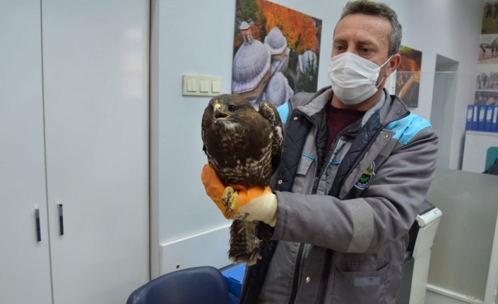 Yaralı şahine önce vatandaş, sonra belediye sahip çıktı