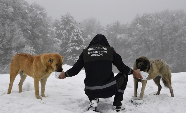 Yavru köpekler donmaktan kurtarıldı