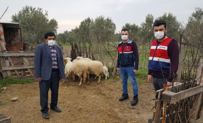 Ayvacık’ta çalınan 6 koyun jandarma ekiplerince bulundu