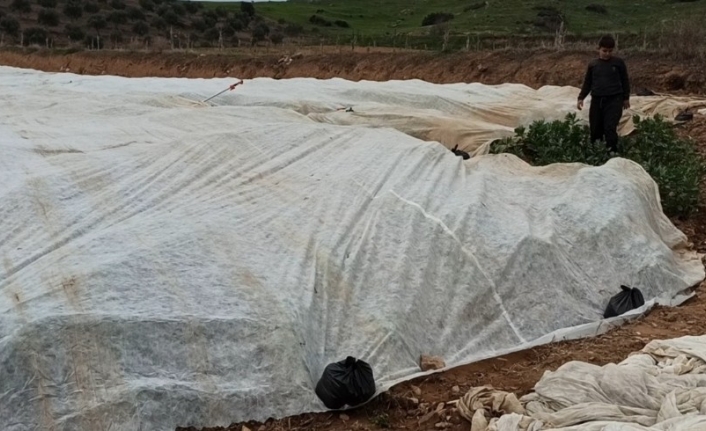 Bakla ve bezelye üreticilerinden don tehlikesine karşı elyaf örtülü önlem