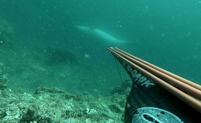 Çanakkale Boğazı’nda ters yüzen yunus balığı sualtı kamerasıyla görüntülendi