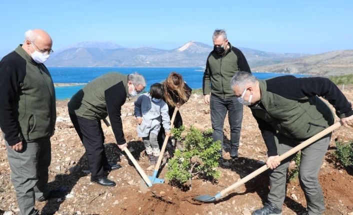 Çeşme’de yanan orman alanına 5 bin adet sakız fidanı