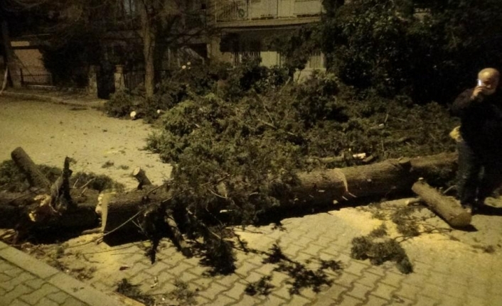 İzmir’de fırtına sebebiyle ağaç sokağa düştü