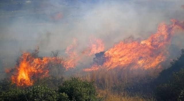 İznik Gölünde korkutan yangın: 60 dönüm arazi kül oldu