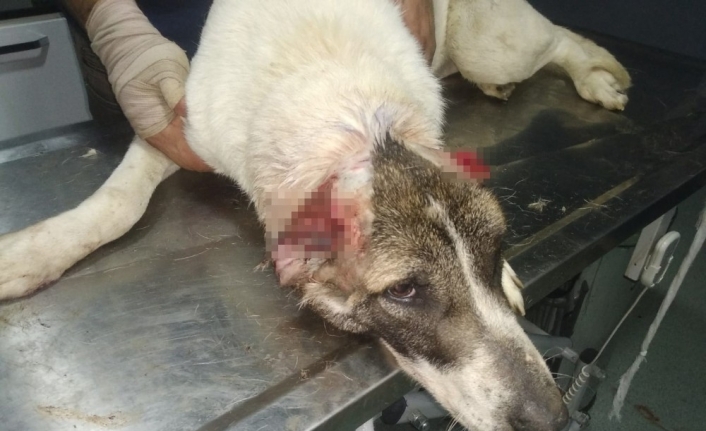 Kulakları kesilen köpek tedavi altında