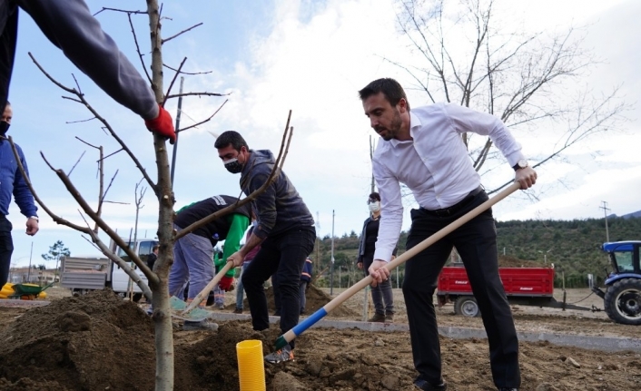 Naim Süleymanoğlu Parkı’nın ilk meyve ağaçları Başkan Tanır’dan