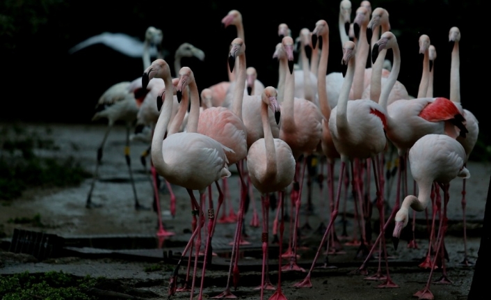 Flamingo ailesine 12 yeni üye