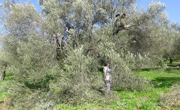 Zeytin ağacının soğuk havaya da ihtiyacı var