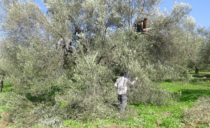 Zeytin budama atıkları ekonomiye kazandırılıyor