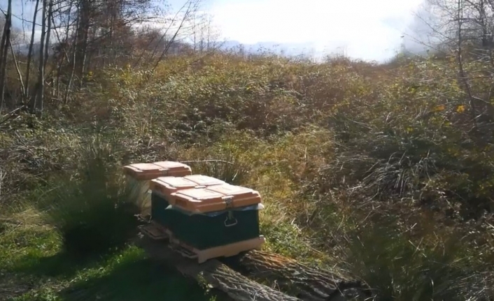 Sazlık yangınında arılarını kurtarmak isterken canından oluyordu