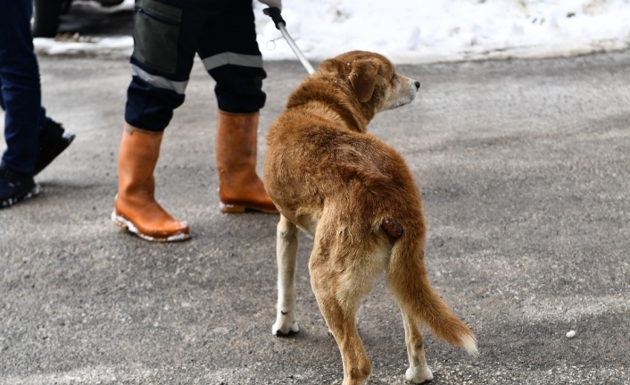 Tümörlü köpek sağlığına kavuştu