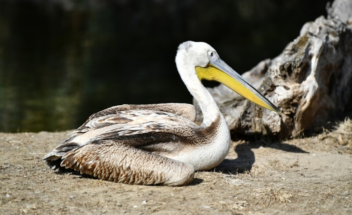 Yaralı flamingo ve iki pelikan tedavi altında