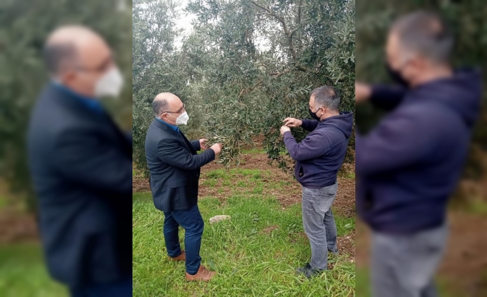 Zeytinde hasar tespit çalışmaları başlatıldı