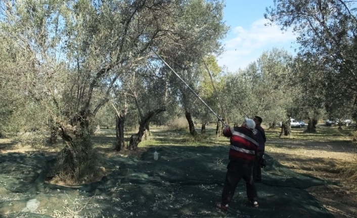 Zeytinlerde halkalı leke hastalığı mücadelesi başlatıldı