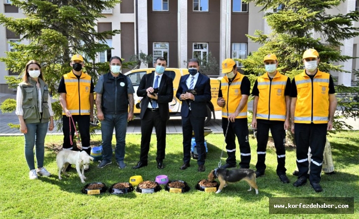 Sokak Hayvanları İçin Özel Tim