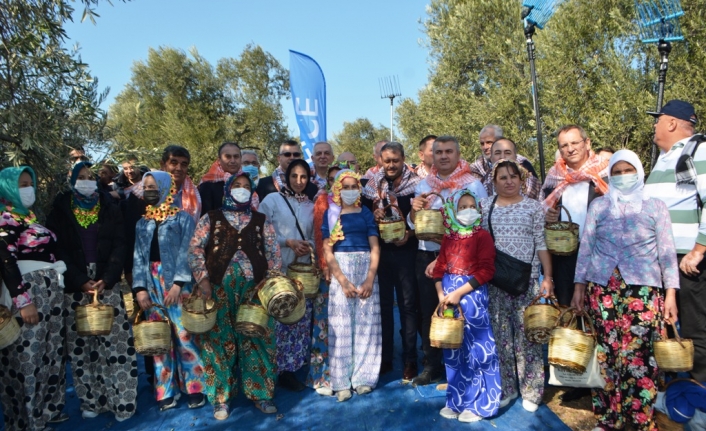 Ayvalık'ta bugün protokol zeytin silkti, zeytin topladı