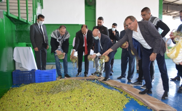 Ayvalık’ta “Zeytinin Babasına” özel erken hasat