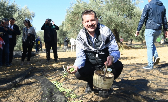 Başkan Yılmaz zeytin silkti, zeytin topladı