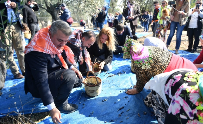 Protokol Ayvalık'ta zeytin hasadı yaptı