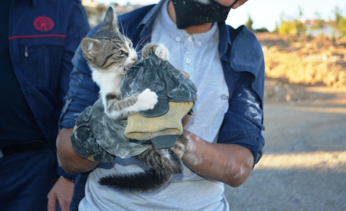 Yavru kediyi kurtarmak için lüks aracı parçalamaya kalkıştılar