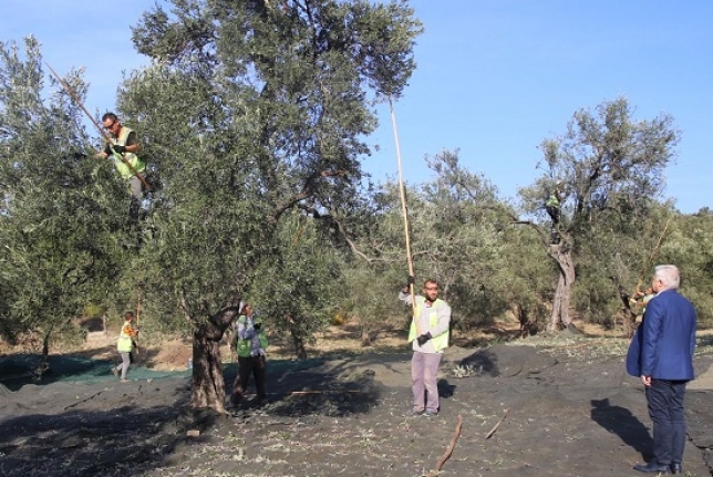 Burhaniye Belediyesi Zeytinyağları için hasat başladı