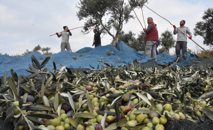 Edremit'te yeni zeytin hasat dönemi telaşı yaşanıyor.