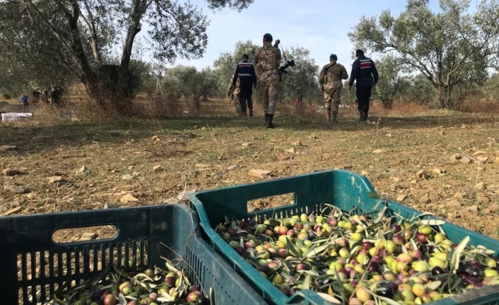 Edremit'te zeytin hırsızları kıskıvrak yakalandı  