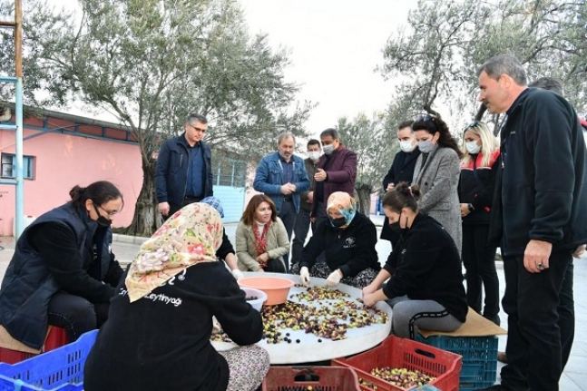 Vali Şıldak zeytin silkti, eşi topladı