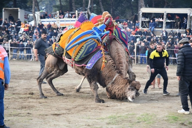 Son Dakika: Burhaniye'de deve güreşi heyecanı