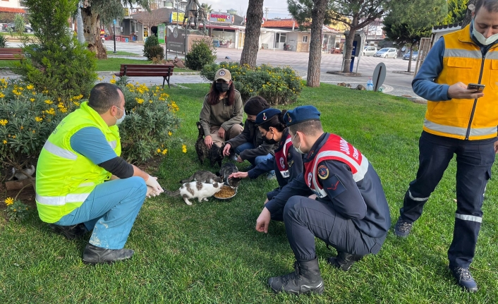 Burhaniye Belediyesi sert kış şartlarında sokak hayvanlarını unutmadı.