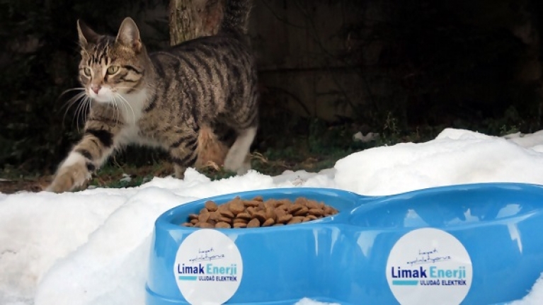 Limak sokak hayvanlarını unutmadı