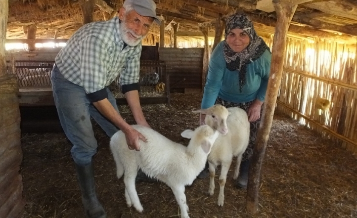 Burhaniye'de besiciler Sönmez ırkını tuttu