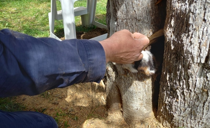 Edremit'te böylesi görülmedi. Kediyi zeytin ağacının içinden itfaiyeciler çıkardı