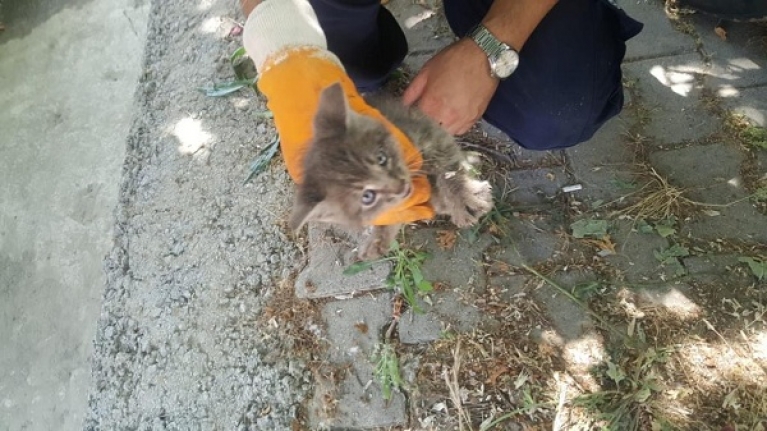 Edremit’te itfaiyeden kedi, karga ve kuş kurtarma operasyonu