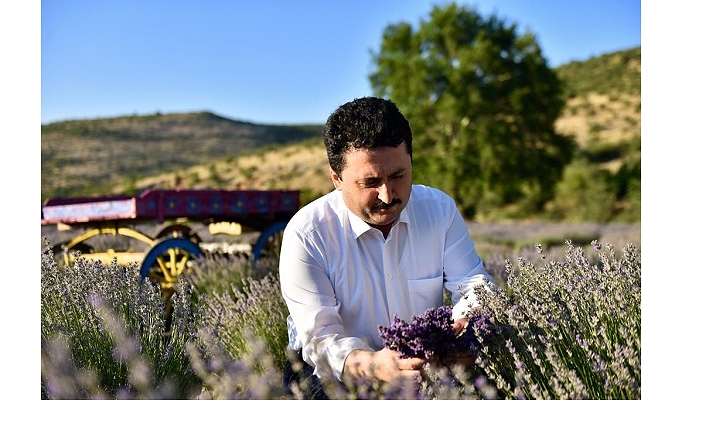 Altıeylül Lavanta Bahçesi Büyüyor