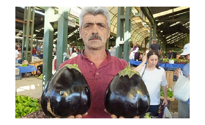 Burhaniyeli çiftçi ata tohum kullandı kiloluk patlıcanlar elde etti