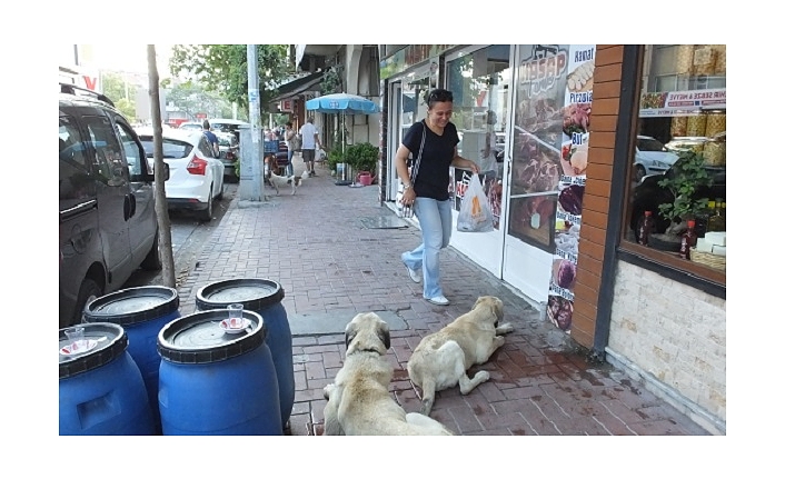 Burhaniye’de sokak köpekleri kaldırım kapattı