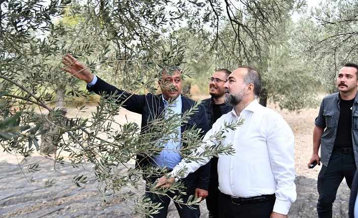 Balıkesir'de İlk Zeytin Hasatı Ayvalık'ta Yapıldı